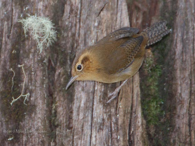 Ochraceous Wren (Troglodytes ochraceus) photo