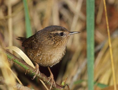 Pacific Wren (Troglodytes pacificus) photo image
