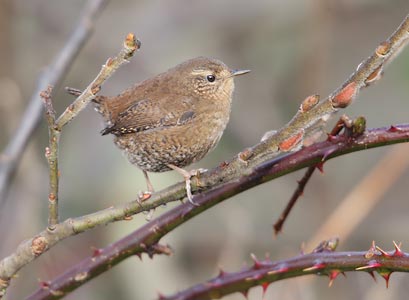 Pacific Wren (Troglodytes pacificus) photo image