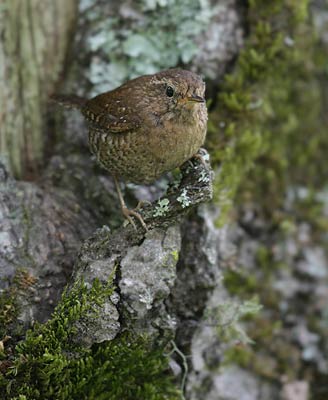 Pacific Wren (Troglodytes pacificus) photo image