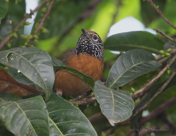 Rufous-breasted Wren (Pheugopedius rutilus) photo image