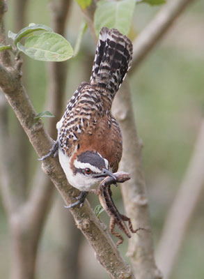 Rufous-naped Wren (Campylorhynchus rufinucha) photo