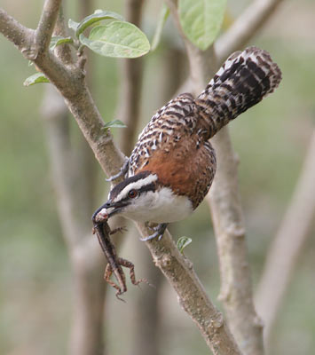 Rufous-naped Wren (Campylorhynchus rufinucha) photo