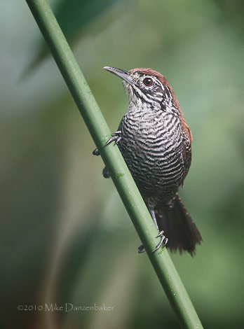 Riverside Wren (Cantorchilus semibadius) photo image