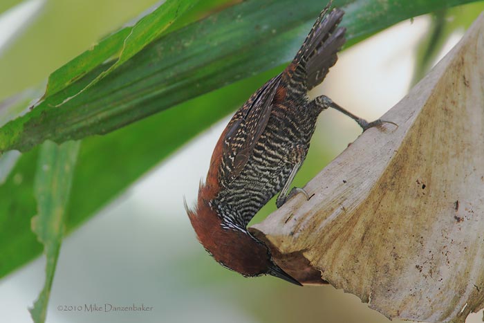 Riverside Wren (Cantorchilus semibadius) photo image