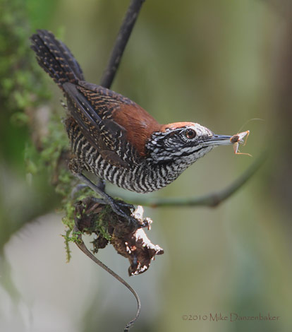 Riverside Wren (Cantorchilus semibadius) photo image