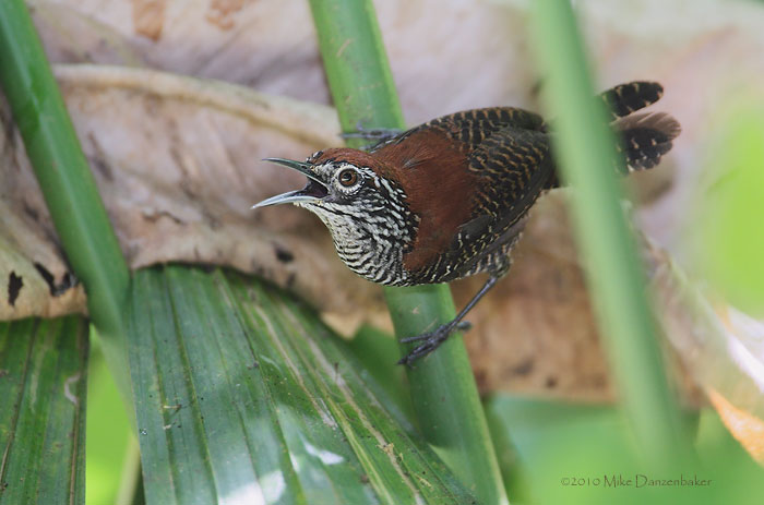 Riverside Wren (Cantorchilus semibadius) photo image