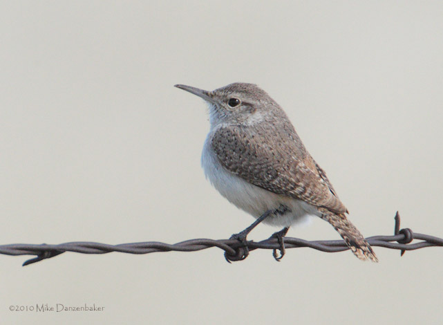 Rock Wren (Salpinctes obsoletus) photo
