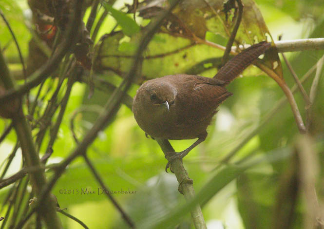 Rufous Wren (Cinnycerthia unirufa) photo