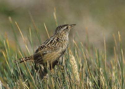 Sedge Wren (Cistothorus platensis) photo image