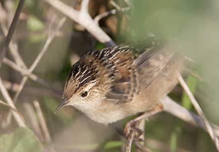 Sedge Wren (Cistothorus platensis) photo
