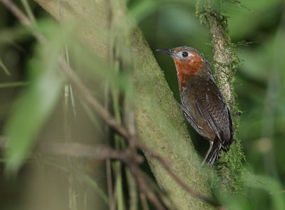 Song Wren (Cyphorinus phaeocephalus) photo