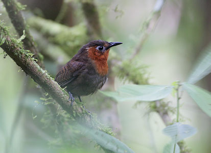 Song Wren (Cyphorinus phaeocephalus) photo