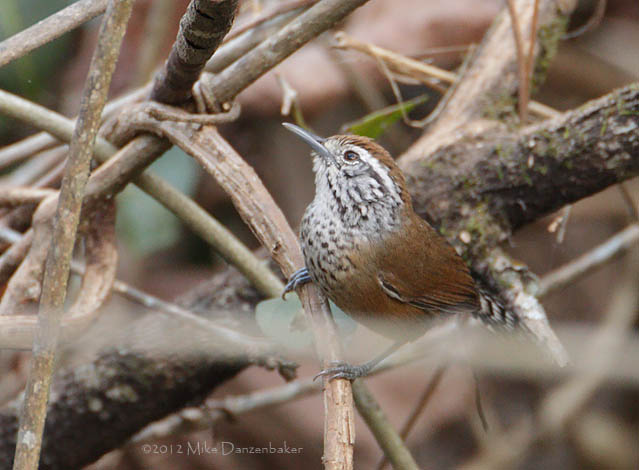 Speckle-breasted Wren (Pheugopedius sclateri) photo