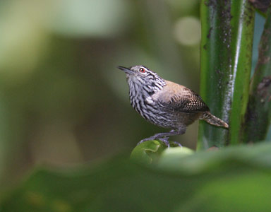 Stripe-breasted Wren (Thryothorus thoracicus) photo