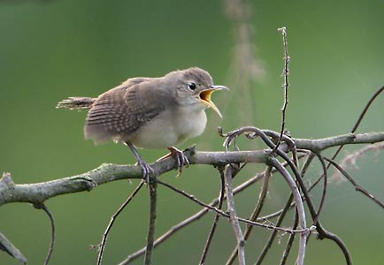 Tropical House Wren (Troglodytes aedon musculus) photo image
