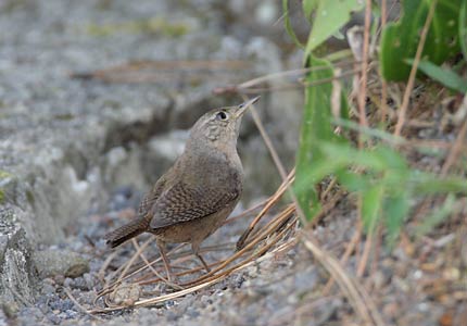 Tropical House Wren (Troglodytes musculus) photo