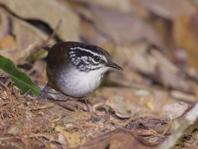 White-breasted Wood Wren (Henicorhina leucosticta) photo image