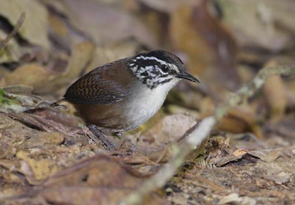 White-breasted Wood Wren (Henicorhina leucosticta) photo image