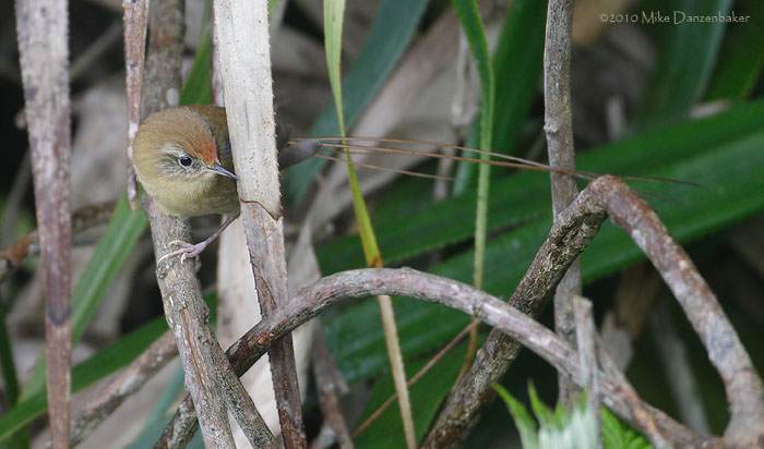 Des Murs's Wiretail (Sylviorthorhynchus desmursii) Photo Image