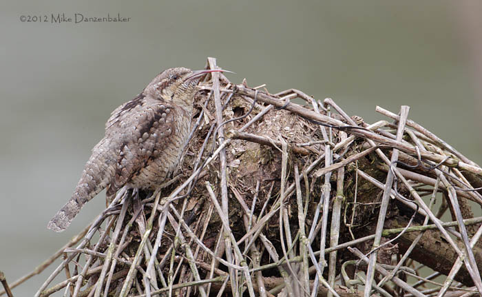 Eurasian Wryneck (Jynx torquilla) photo
