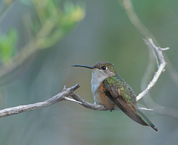 Bahama Woodstar (Calliphlox evelynae) photo image