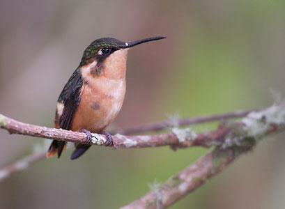 Gorgeted Woodstar (Acestrura heliodor) photo