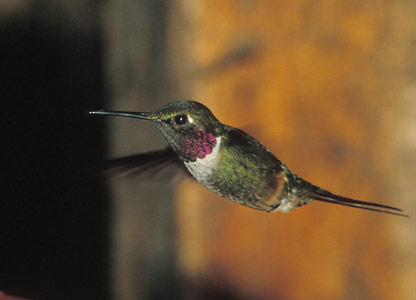 Magenta-throated Woodstar (Calliphlox bryantae) photo image