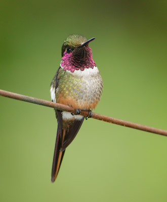 Magenta-throated Woodstar (Calliphlox bryantae) photo image