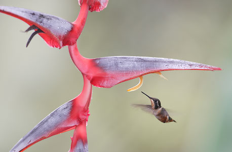 Purple-throated Woodstar (Calliphlox mitchellii) photo image