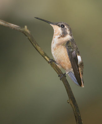 Purple-throated Woodstar (Calliphlox mitchellii) photo image