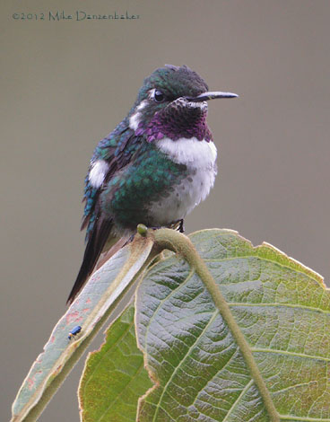 White-bellied Woodstar (Chaetocercus mulsant) photo