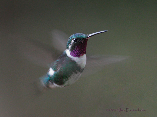White-bellied Woodstar (Chaetocercus mulsant) photo