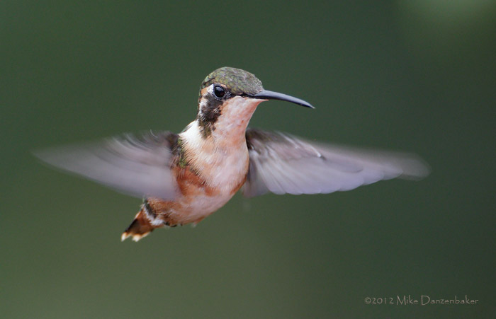 White-bellied Woodstar (Chaetocercus mulsant) photo