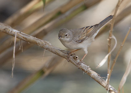 Whitethroat (Sylvia communis) photo