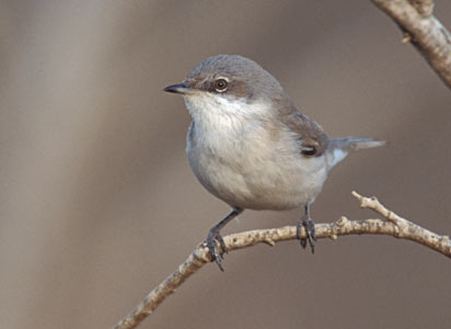Lesser Whitethroat (Sylvia curruca) photo image