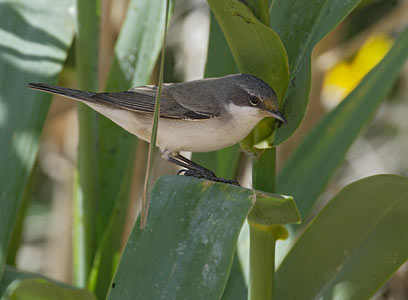 Lesser Whitethroat (Sylvia curruca) photo image