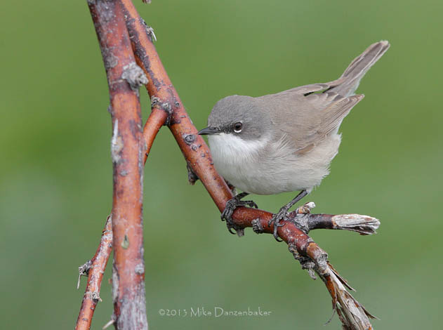 Lesser Whitethroat (Sylvia curruca) photo image