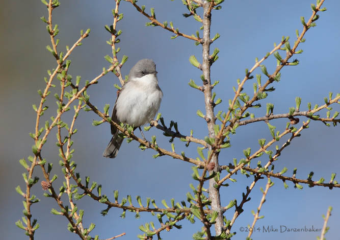 Lesser Whitethroat (Sylvia curruca) photo image