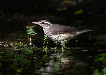 Louisiana Waterthrush (Seiurus motacilla) photo