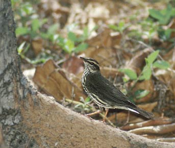Northern Waterthrush (Parkesia noveboracensis) photo image