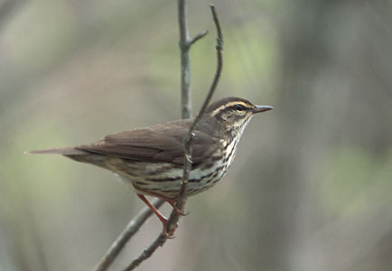 Northern Waterthrush (Parkesia noveboracensis) photo image