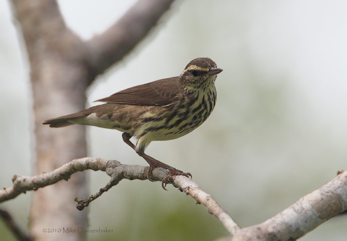 Northern Waterthrush (Parkesia noveboracensis) photo image