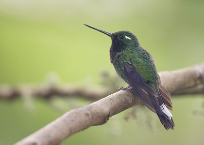 Purple-bibbed Whitetip (Urosticte benjamini) photo
