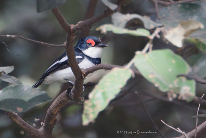 Brown-throated Wattle-eye (Platysteira cyanea) photo image