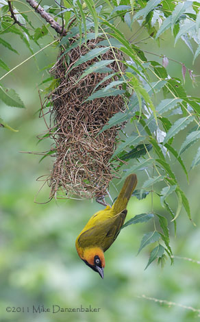 Black-necked Weaver (Ploceus nigricollis) photo image