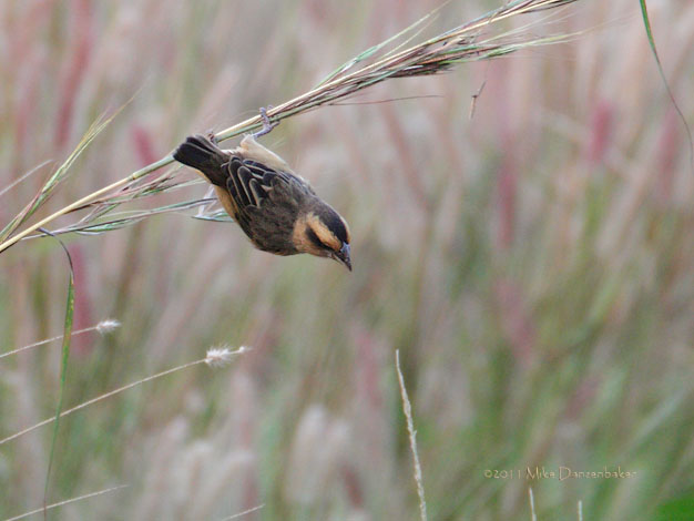 Compact Weaver (Ploceus superciliosus) photo image