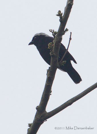 Maxwell's Black Weaver (Ploceus albinucha) photo image