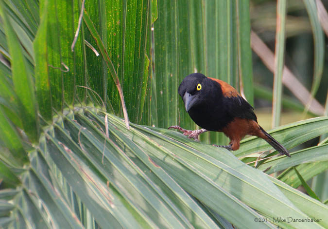 Vieillot's Black Weaver (Ploceus nigerrimus) photo