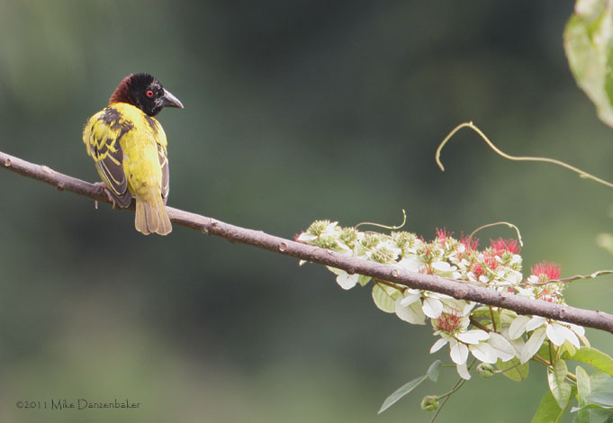 Village Weaver (Ploceus cucullatus) photo